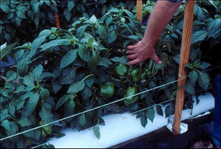 Figure 13. Pepper production in outdoor soilless culture.