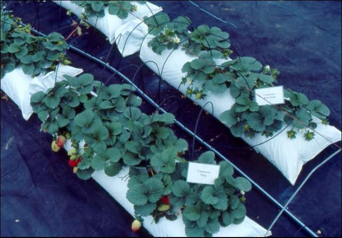 Figure 4. Short lay-flat bags filled with perlite in use for outdoor strawberry production.