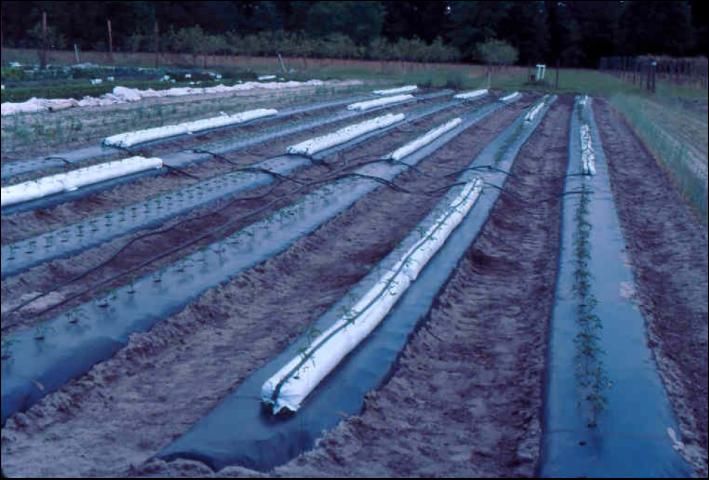 Figure 7. Long, perlite-filled lay-flat bags placed on polyethylene mulched beds in a field, with drip irrigation tube laid on top of the bag.