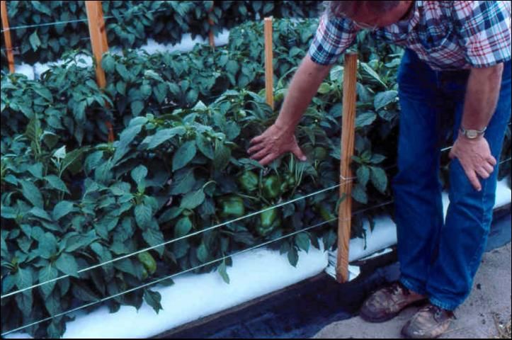 Figure 5. Long lay-flat bags filled with perlite in use for outdoor pepper production.