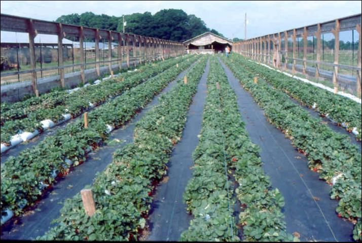 Figure 9. Large-scale strawberry production in perlite-filled bags placed on black nursery cloth.