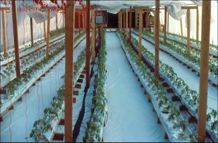 Figure 3. Greenhouse with tomatoes growing in soilless media.
