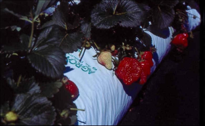 Figure 11. Strawberry production in perlite-filled lay-flat bags.