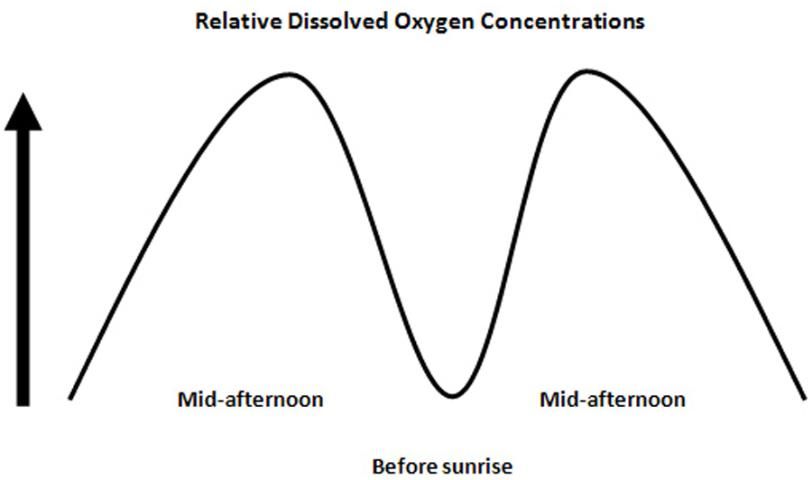 Figure 2. Dissolved oxygen concentrations are lowest just before the sun rises and highest when photosynthesis rates are the greatest (i.e., when the sun is closest to the photosynthesizing organisms).