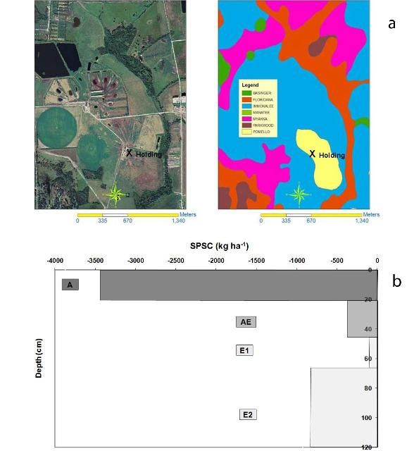 Figure 5. (a) Site and sampling locations at a P-impacted cattle holding area on Pomello soil at a dairy in the Lake Okeechobee Basin. (b) SPSC by horizon for the soil up to a depth of 120 cm. Total SPSC to 120 cm depth = -5,320 kg ha-1 (4,740 lbs acre-1).