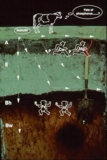 Figure 1. A schematic diagram showing potential pathways for P loss from a manure-impacted Spodosol. Phosphorus (P) associated with calcium (Ca) and magnesium (Mg) is not held strongly to the soil and therefore can