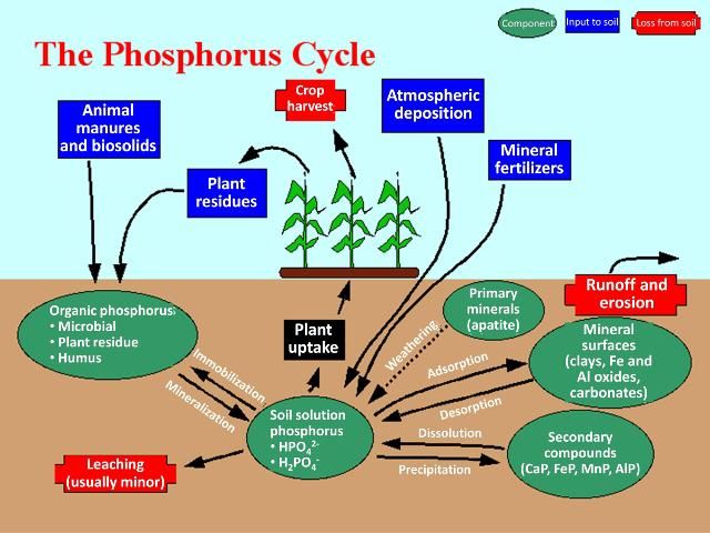 Figure 2. The phosphorus cycle depicted in this figure illustrates the inputs, components, transformation processes, and losses of phosphorus that would be accounted for in a soil system nutrient budget.