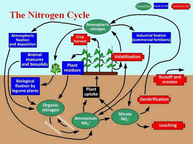 Figure 1. The nitrogen cycle depicted in this figure illustrates the inputs, components, transformation processes, and losses of nitrogen that would be accounted for in a soil system nutrient budget..