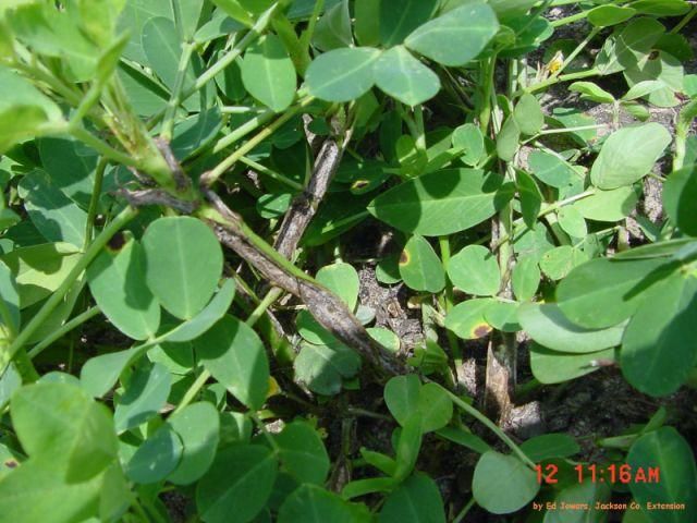 Figure 5. Stem cracks can be severe in plants with boron deficiency.