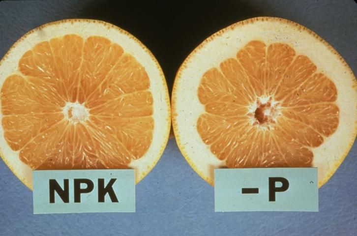 Figure 1. A thick rind and hollow core are both symptoms of P deficiency in citrus trees.