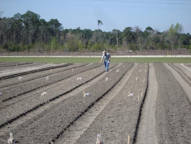 Figure 1. Manually spreading fertilizer on plots for a fertilizer rate and source study with tomato.