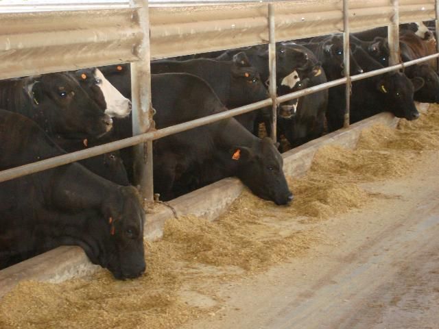 Figure 1. Beef cattle in a confined feeding operation will produce manure that can be easily collected and digested anaerobically.