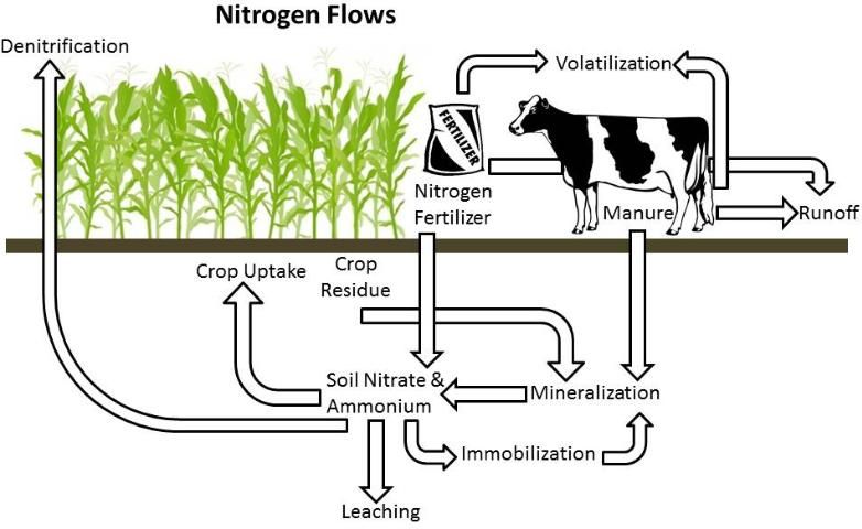 Figure 1. Nitrogen flows of a dairy forage system.