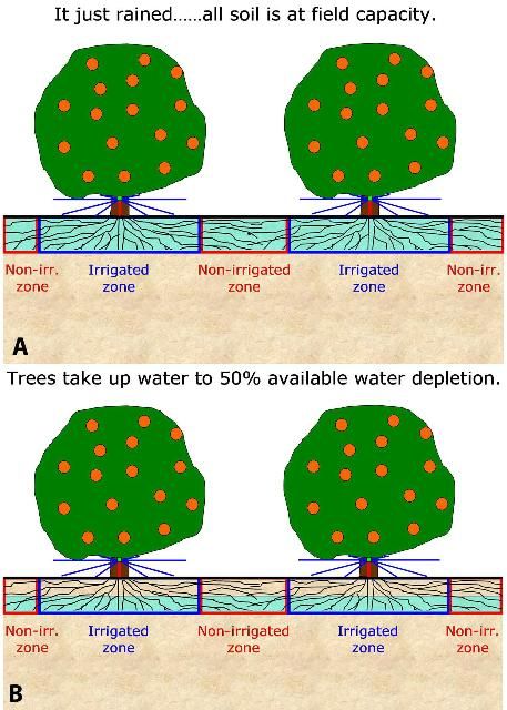 Figure 3. A) The citrus grove at field capacity soil water content (time = 0) (top). B) The citrus grove several days later, after half of the available water has been removed from the root zone. Note that water extraction has occurred from both the irrigated and non-irrigated zones (bottom).
