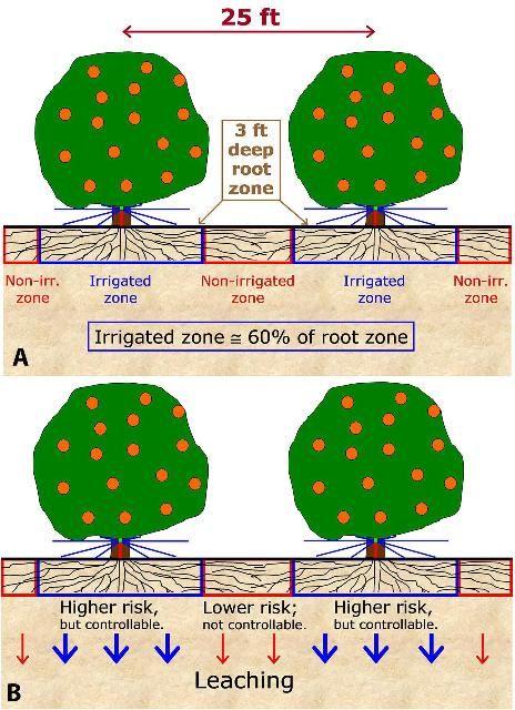 Figure 2. A) Scaled diagram of example citrus grove described above (top). B) Irrigated and non-irrigated zones in a citrus grove have different leaching potentials that depend on irrigation scheduling and fertilizer placement (bottom).