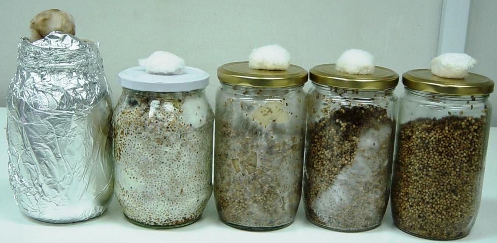 Figure 9. Different stages in spawn maturation along the period of incubation, starting at zero time on the right, to full mature spawn covered with aluminum foil to protect from light on the left.