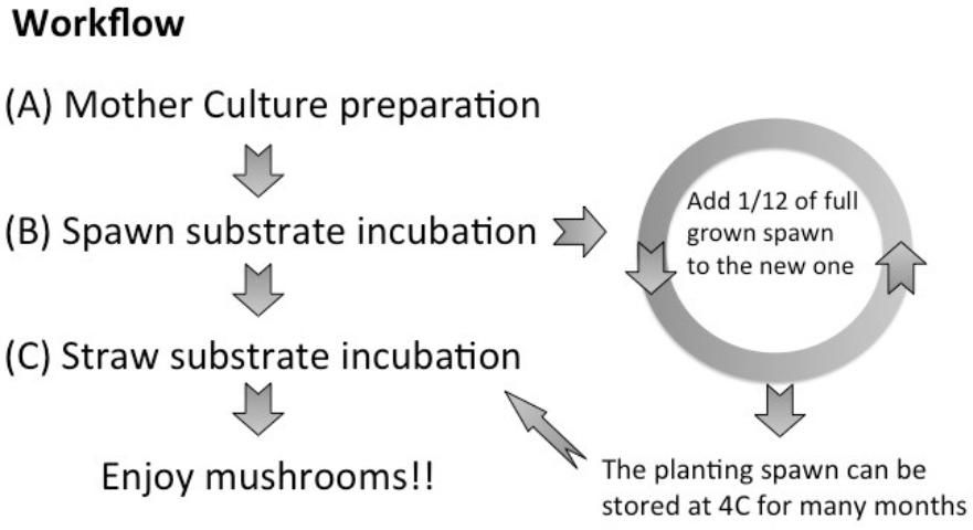 Figure 1. The workflow summarizing the step-by-step protocol: (A) mother culture growing with no contamination on agar medium; (B) spawn preparation, inoculation of the spawn substrate (sterilized plant seeds), and incubation; (C) lignocellulose substrate preparation, sterilization, and inoculation with the spawn and incubation; (D) fruiting, starting with pinheads and then mushroom development.
