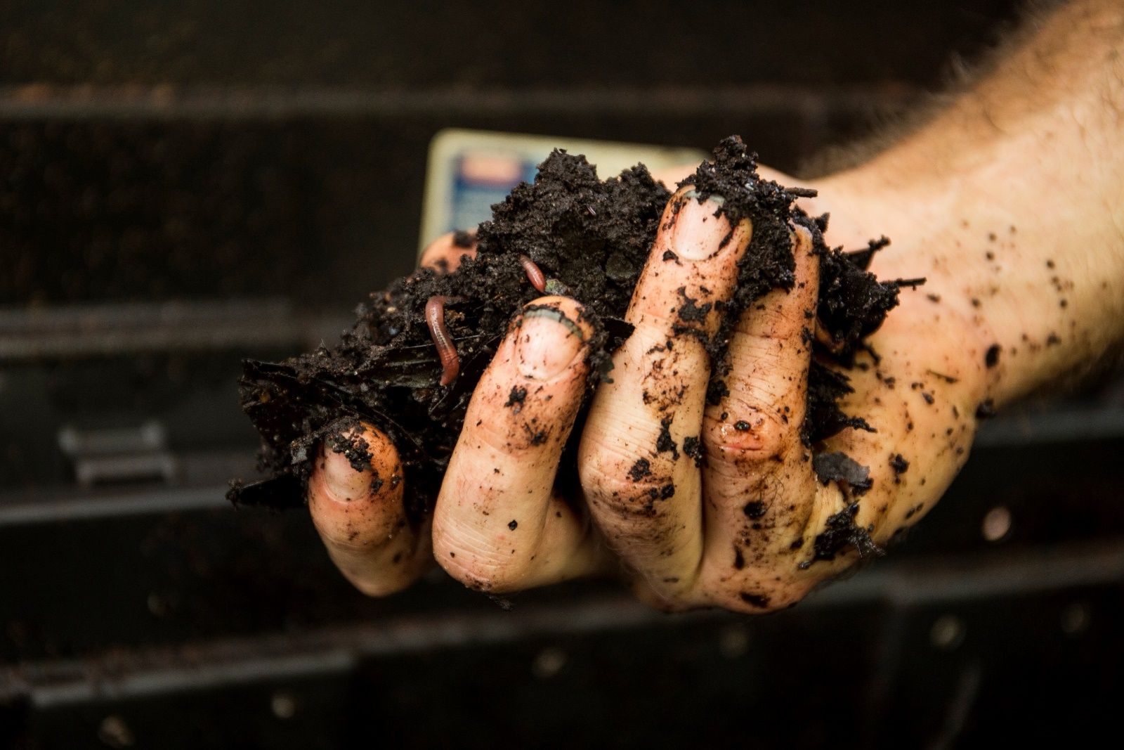 A handful of soil and earthworms. 