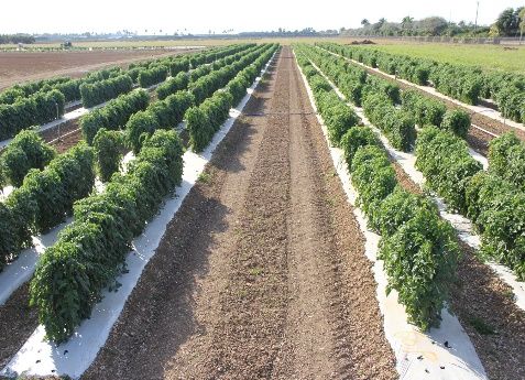 A fertilizer field trial for tomato grown on a calcareous soil in Homestead, FL from 2014 to 2016.