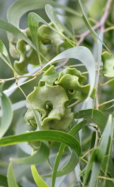 Figure 5. Fruit, Young - Acacia auriculiformis: earleaf acacia