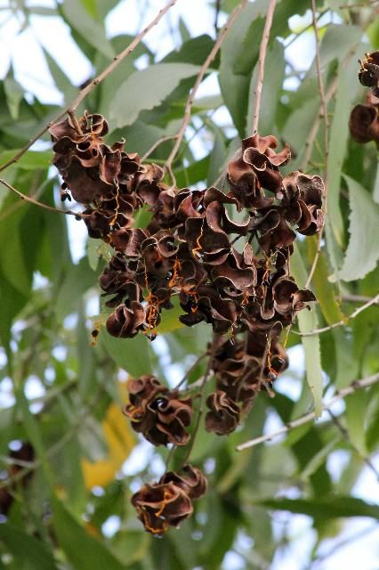 Figure 6. Fruit, Young - Acacia auriculiformis: earleaf acacia
