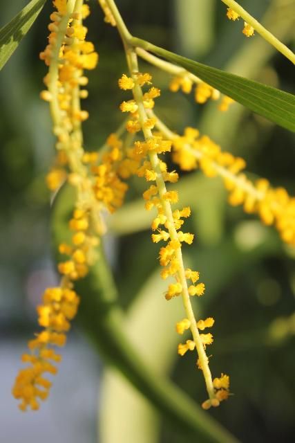 Figure 4. Flower - Acacia auriculiformis: earleaf acacia