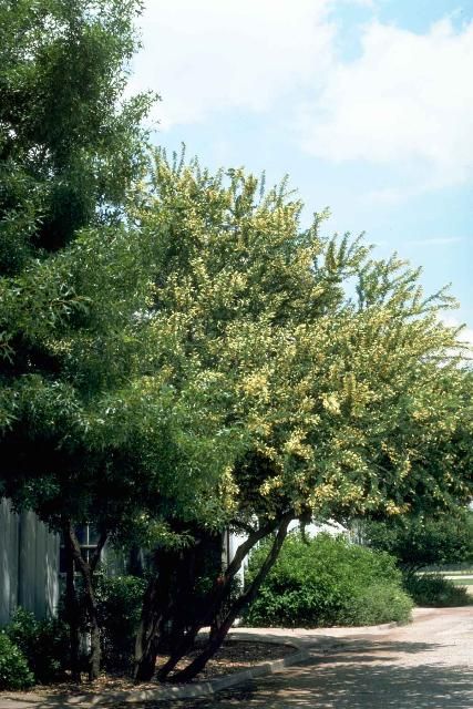 Middle-aged Senegalia wrightii: Wright acacia