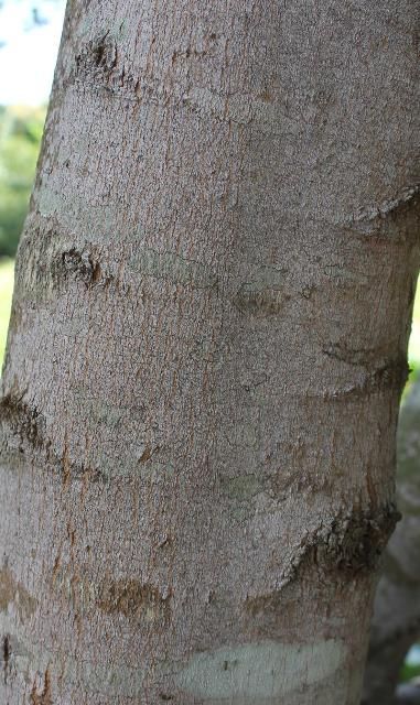 Figure 6. Bark - Acer floridanum: Florida maple