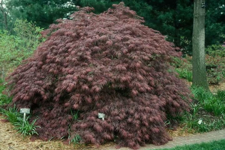 Figure 1. Young Acer palmatum 'Dissectum Atropurpureum': 'Dissectum Atropurpureum' Japanese Maple