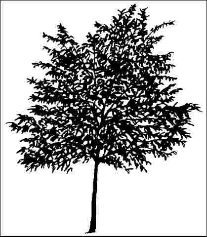 Figure 1. Young Acer pseudoplatanus: Sycamore Maple