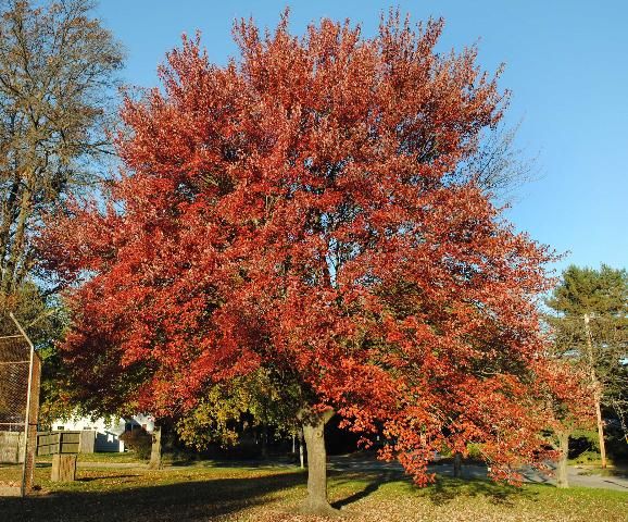 Figure 1. Full Form - Acer rubrum: red maple