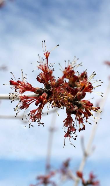 Figure 4. Flower - Acer rubrum: red maple