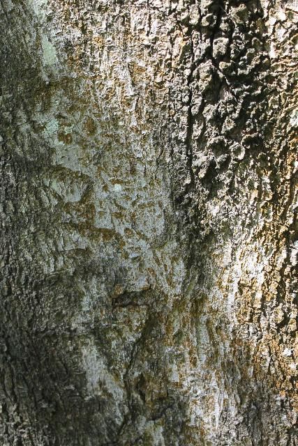 Figure 6. Bark - Acer rubrum: red maple