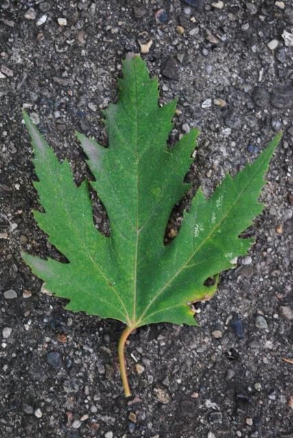 Figure 3. Leaf - Acer saccharinum: silver maple