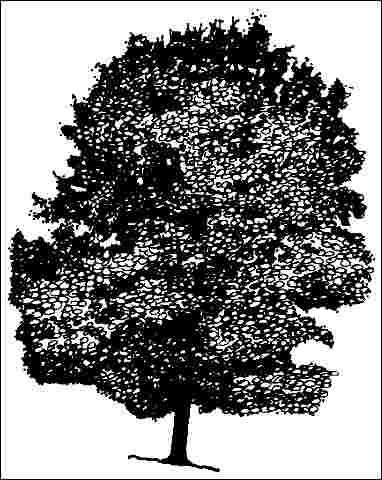 Figure 1. Middle-aged Acer saccharum: Sugar Maple