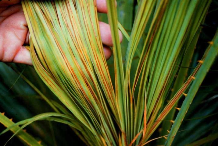 Longitudinal necrotic streaking characteristic of mild manganese deficiency on paurotis palm (Acoelorraphe wrightii).