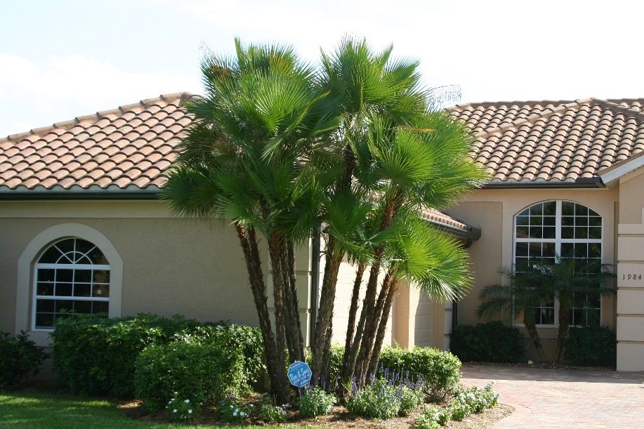 Full form Paurotis palm (Acoelorraphe wrightii) in the residential landscape. 