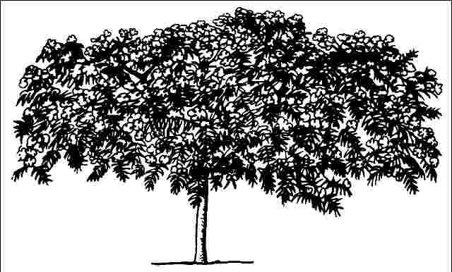 Figure 1. Mature Albizia julibrissin 'Alba': 'Alba' mimosa tree.