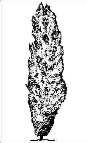 Figure 1. Mature Alnus glutinosa 'Pyramidalis': 'Pyramidalis' Common Alder