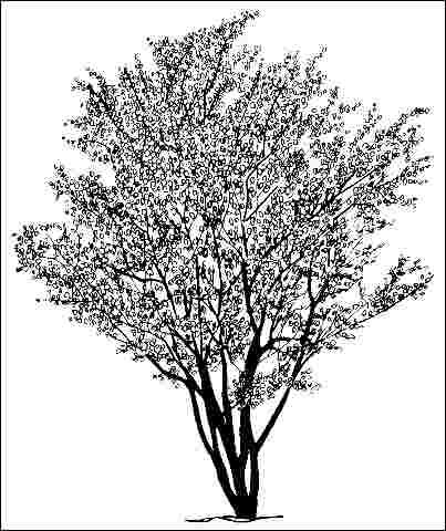 Figure 1. Middle-aged Amelanchier x grandiflora: Apple Serviceberry