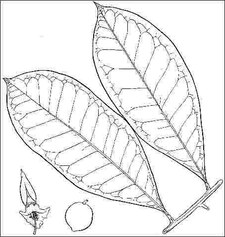 Figure 3. Foliage