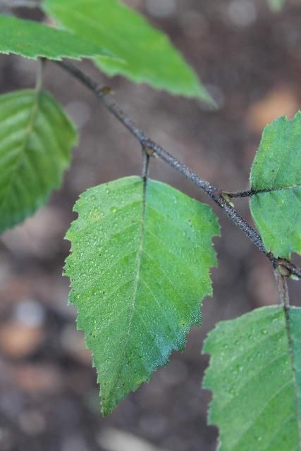 Figure 3. Leaf - Betula nigra: river birch