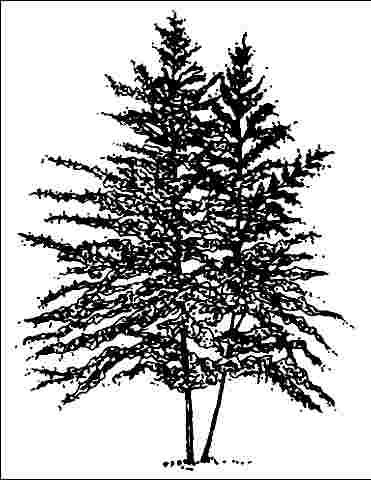 Figure 1. Young Betula populifolia: Gray Birch