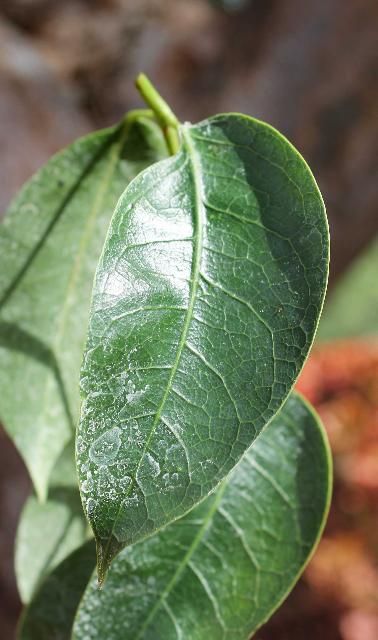Figure 3. Leaf - Bursera simaruba: gumbo limbo