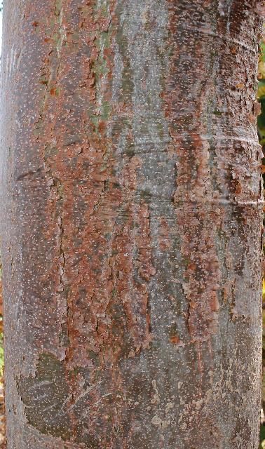 Figure 6. Bark - Bursera simaruba: gumbo limbo
