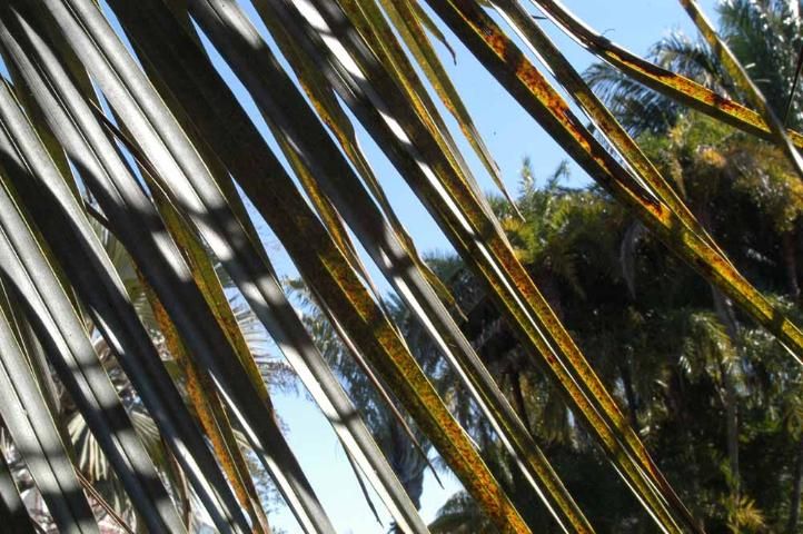 Figure 3. Older leaves of potassium-deficient pindo palm. Note the translucent yellow spotting and leaflet tip necrosis.
