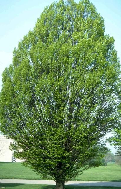 Figure 1. Middle-aged Carpinus betulus 'Fastigiata': 'Fastigiata' European Hornbeam