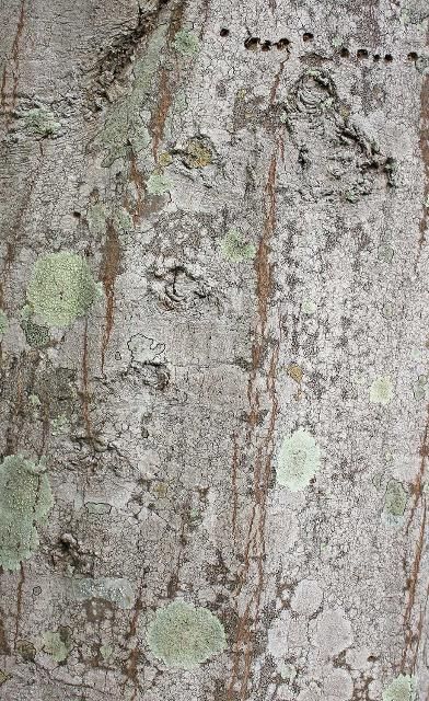 Figure 7. Bark—Carpinus caroliniana: American hornbeam