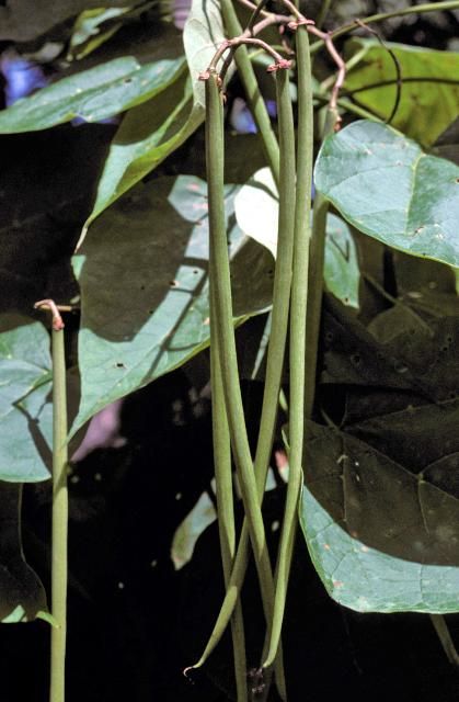 Figure 5. Fruit—Catalpa spp.: Catalpa