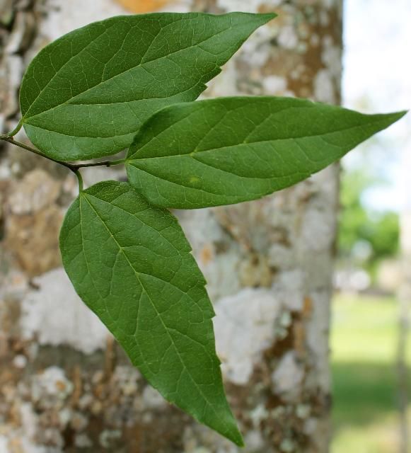 Figure 3. Leaf—Celtis laevigata: Sugarberry
